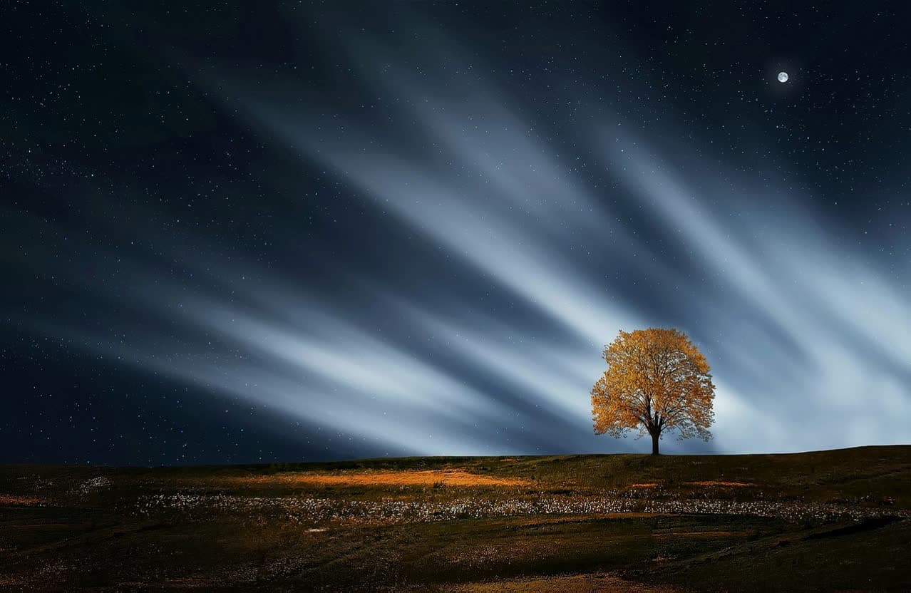 Oranger Baum vor Nachthimmel – Webdesign Farbwelt mit Kontrast