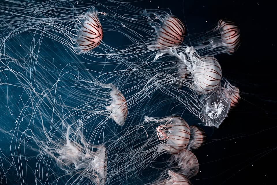Leuchtende Quallen im Wasser – Webdesign Bildwelt mit Leuchteffekt